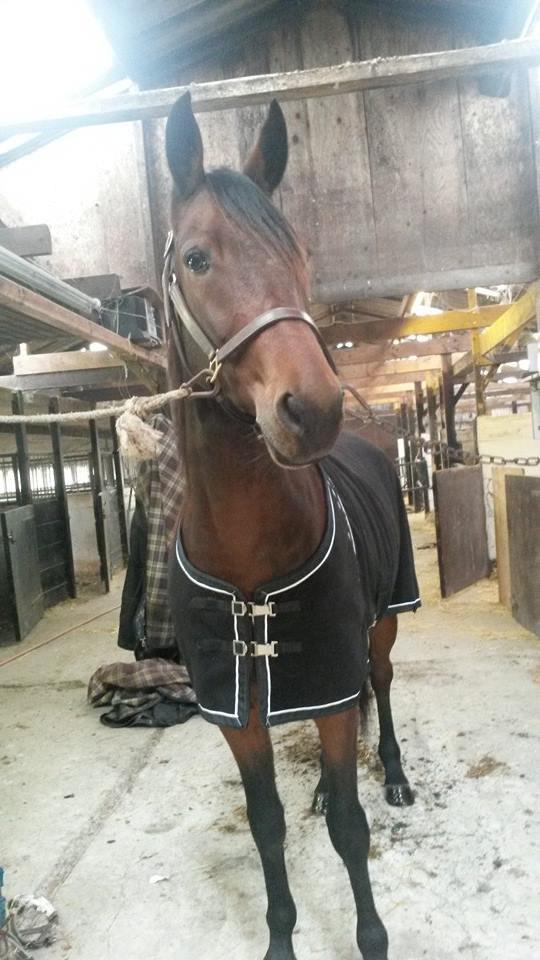 Traver Rain Man H billede 7