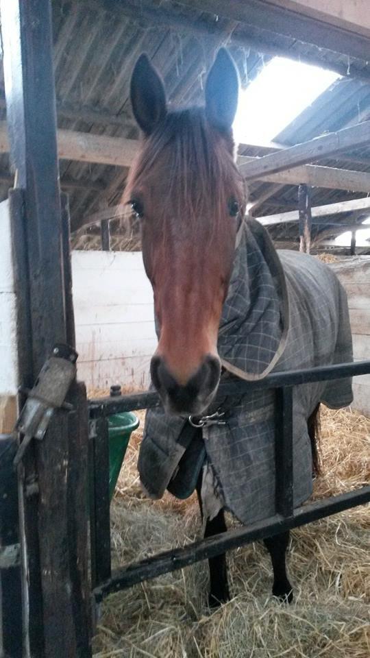 Traver Rain Man H - Søde lille mus billede 8