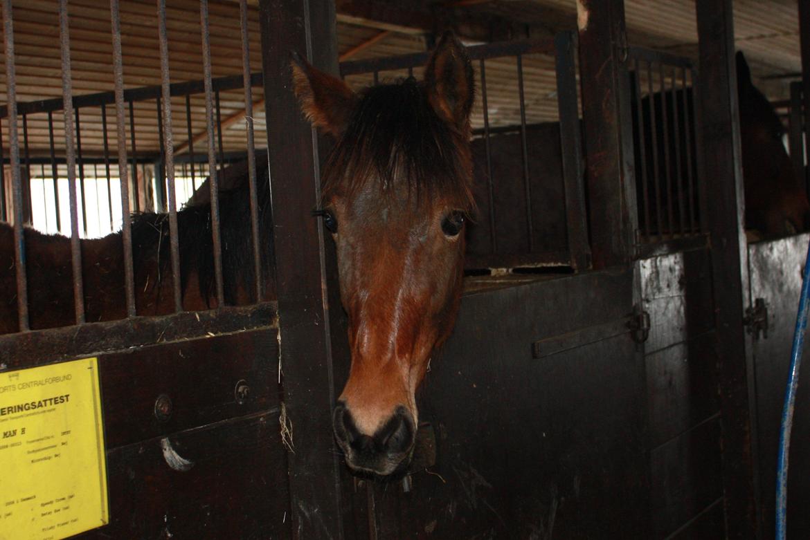 Traver Rain Man H - Da Rain Man var plag  billede 10