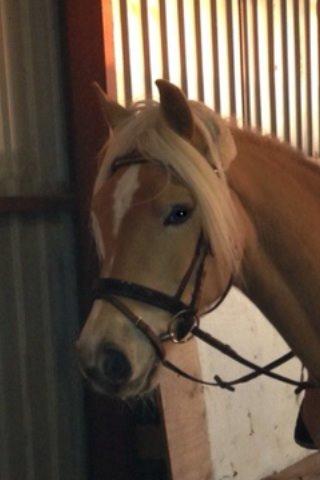 Haflinger Haffe (Santana RH) billede 3