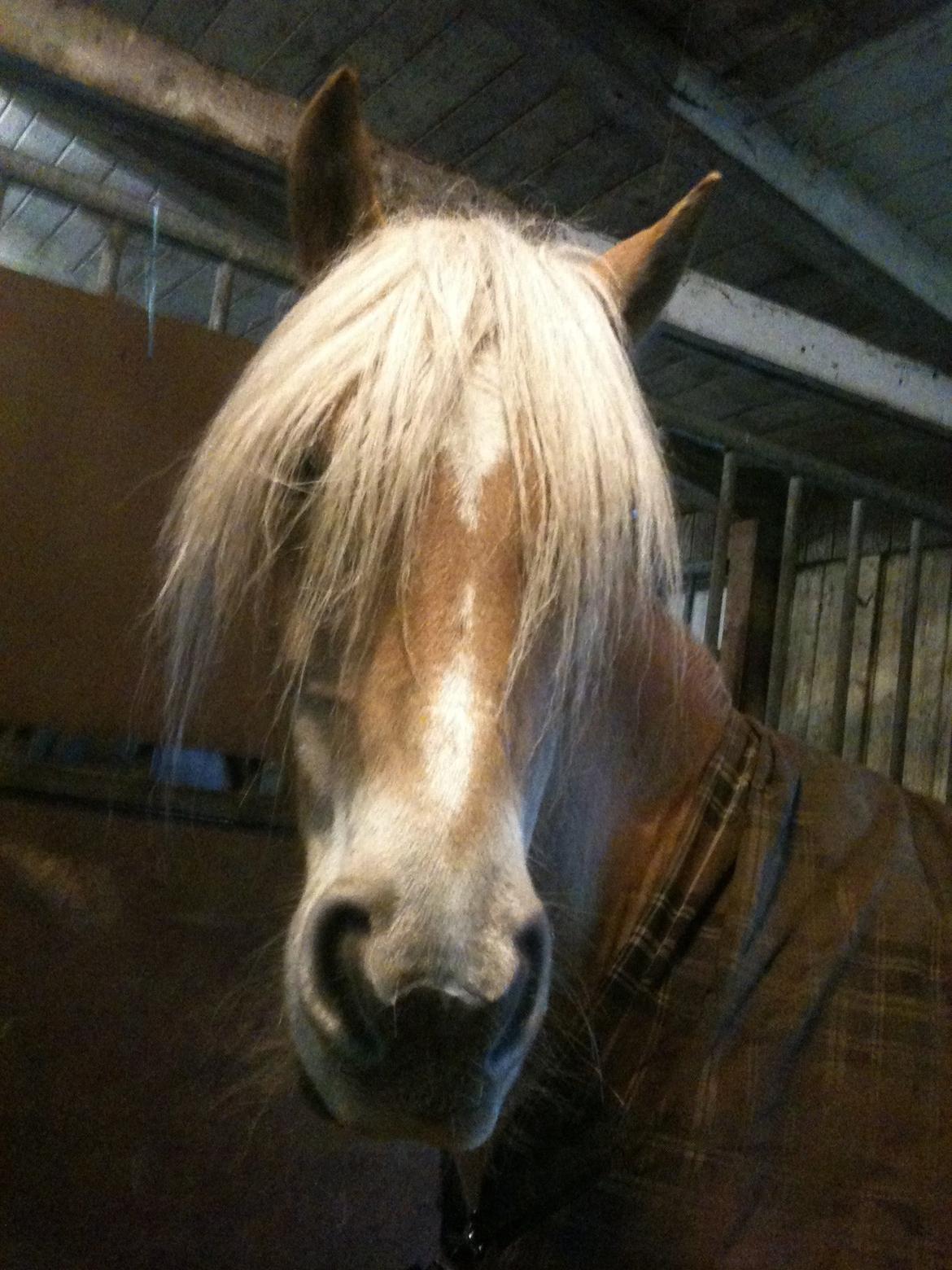 Haflinger Haffe (Santana RH) billede 6