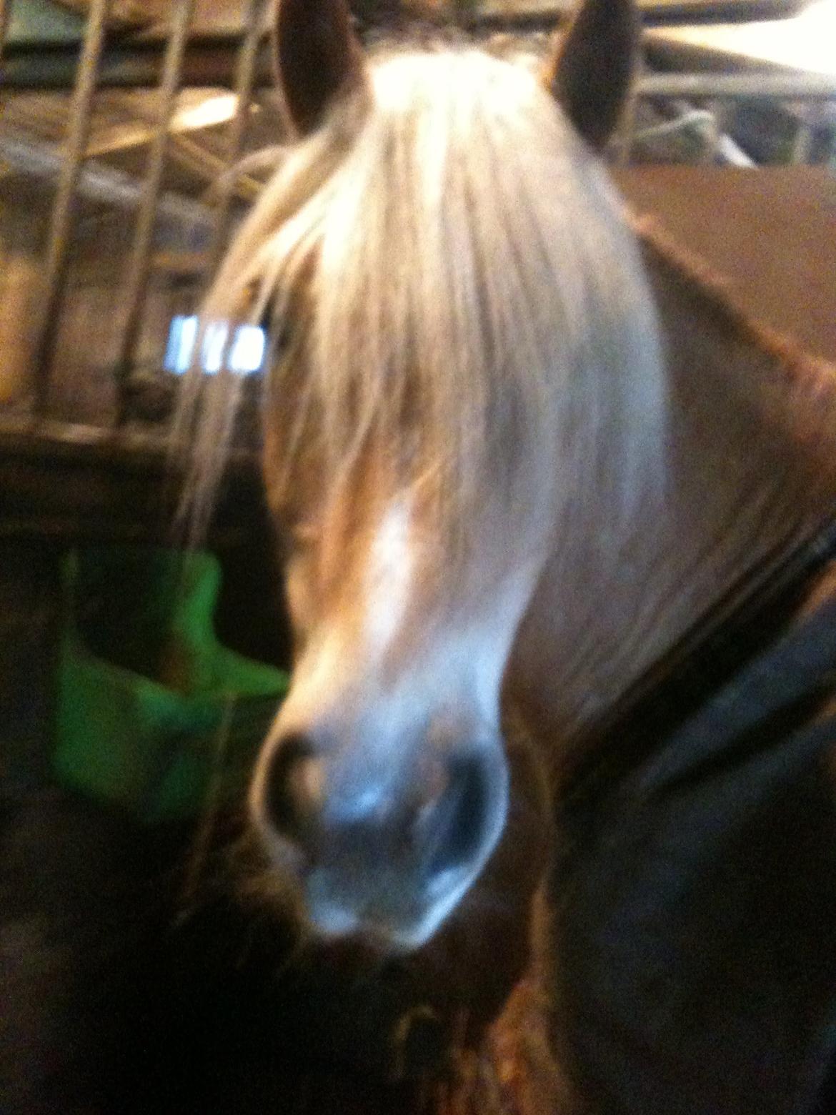 Haflinger Haffe (Santana RH) billede 8