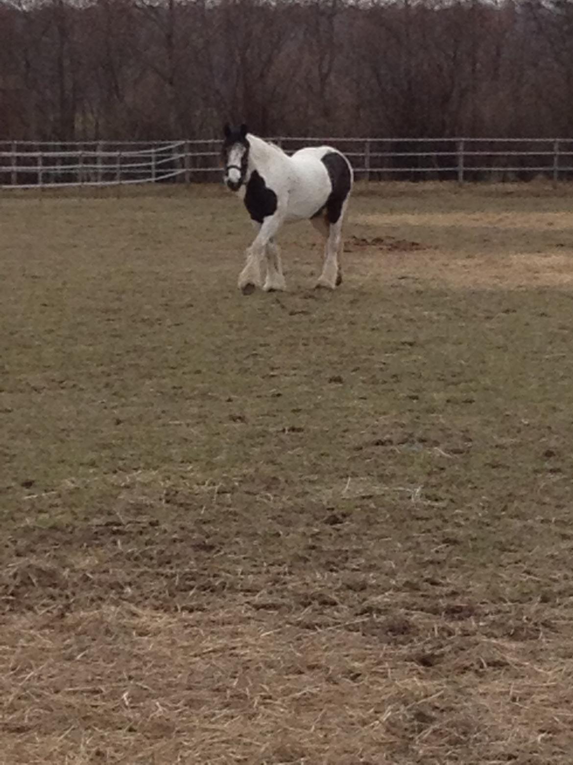 Irish Cob Holly billede 8