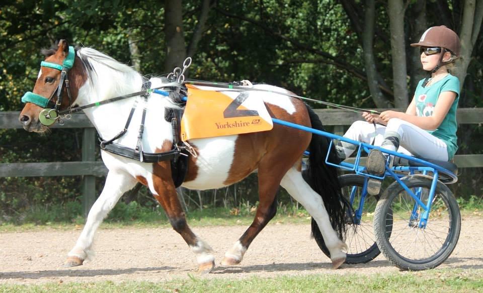 Shetlænder Smilla #Den farlige biavler! xD# billede 1