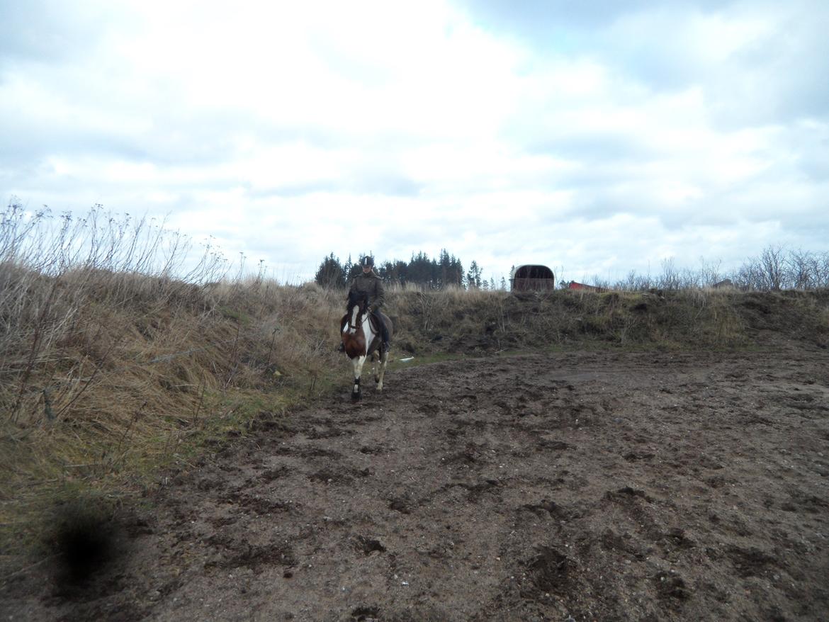 Pinto Santana (Indianer Hesten) - FØRSTE gang jeg rider Santana. billede 2