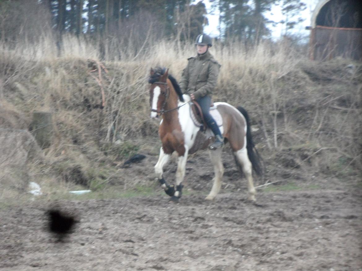 Pinto Santana (Indianer Hesten) - FØRSTE gang jeg rider Santana billede 4