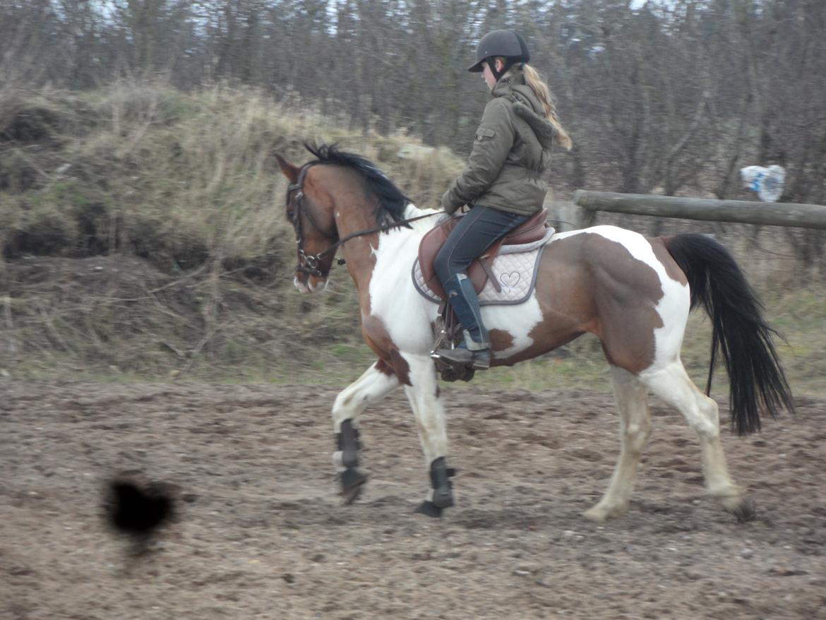 Pinto Santana (Indianer Hesten) - FØRSTE gang jeg rider Santana. billede 5