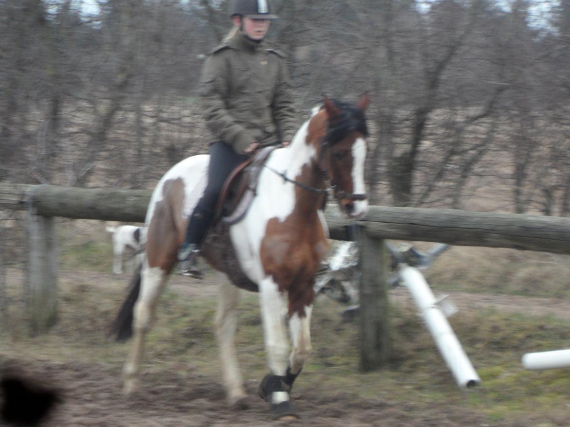 Pinto Santana (Indianer Hesten) - FØRSTE gang jeg rider Santana. billede 6