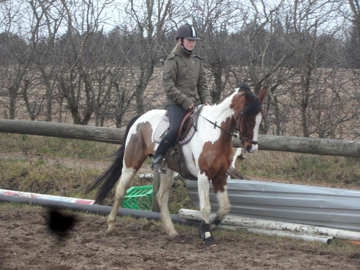 Pinto Santana (Indianer Hesten) - FØRSTE gang jeg rider Santana. billede 7