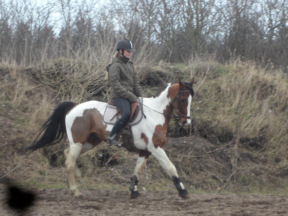 Pinto Santana (Indianer Hesten) - Velkommen Til Santana's Profil.   (FØRSTE gang jeg rider Santana. billede 1