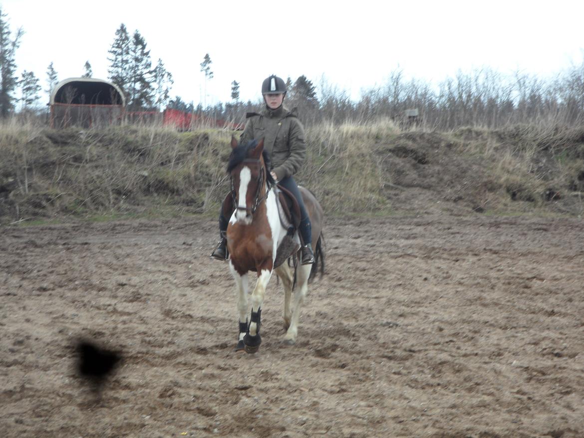 Pinto Santana (Indianer Hesten) - FØRSTE gang jeg rider Santana. billede 9