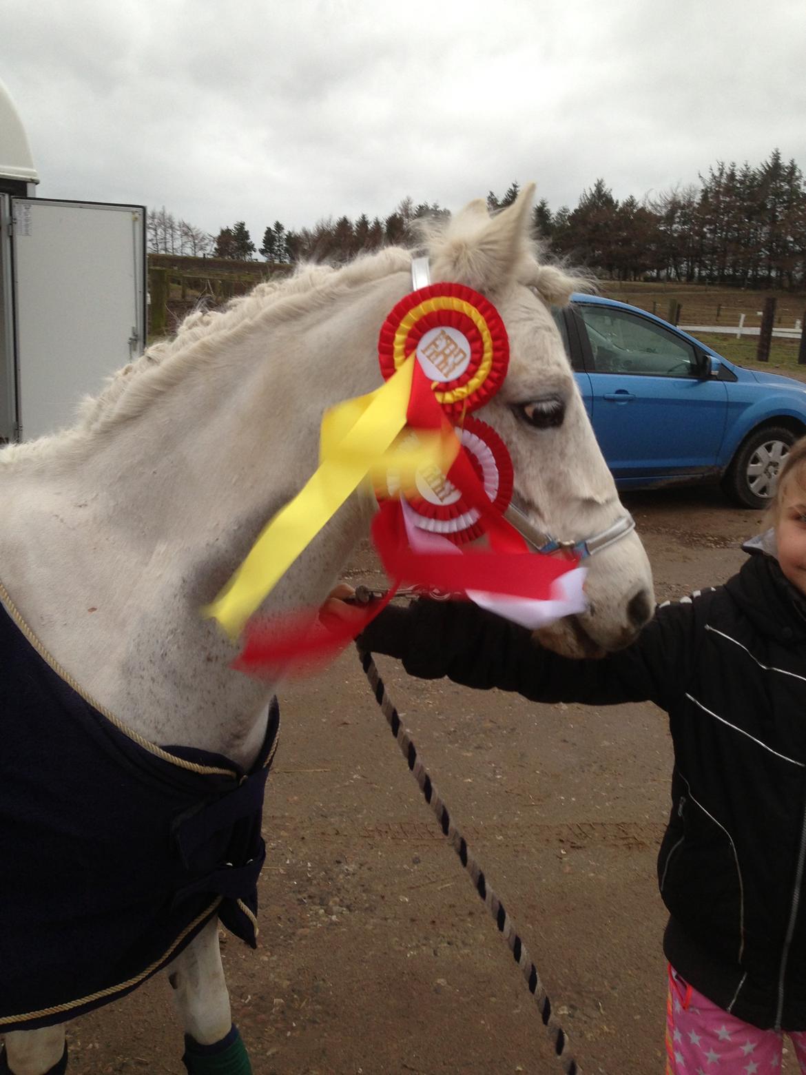 Welsh Pony (sec B) Speedy Gonzarles billede 6