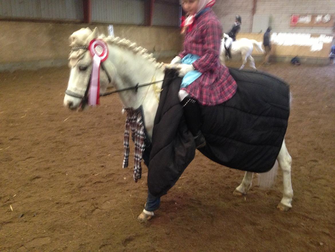 Welsh Pony (sec B) Speedy Gonzarles billede 19