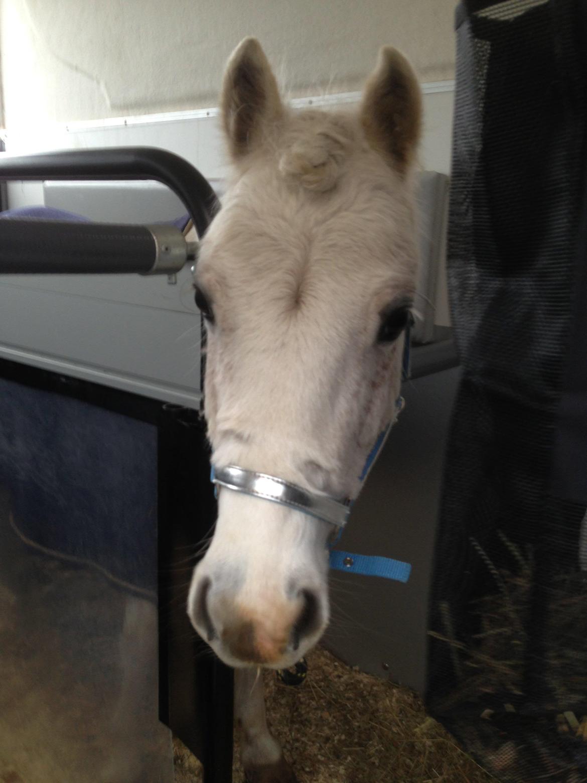 Welsh Pony (sec B) Speedy Gonzarles billede 2