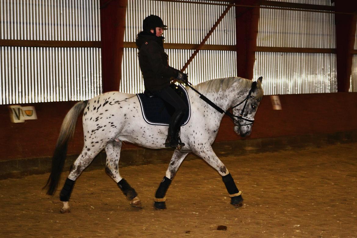 Knabstrupper Xander - 09-02-2014 Dressur stjernen billede 29