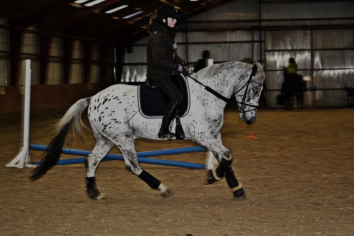 Knabstrupper Xander - 09-02-2014 billede 30