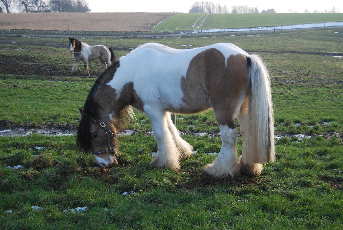 Tinker Cillbarra Golden Vale AVLSHINGST billede 10