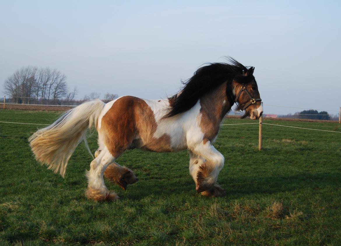 Tinker Cillbarra Golden Vale AVLSHINGST billede 13