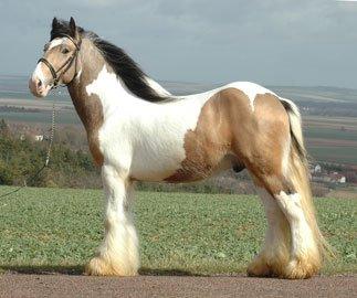 Tinker Cillbarra Golden Vale AVLSHINGST - Frankrig billede 5