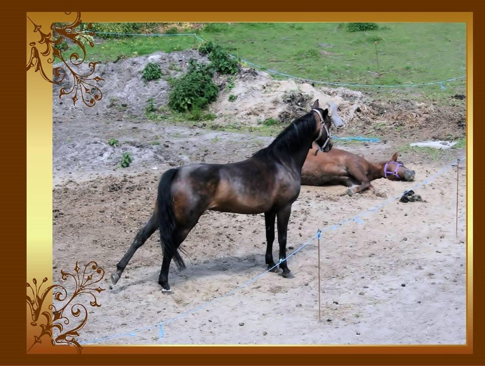 DSP coco chanel billede 13