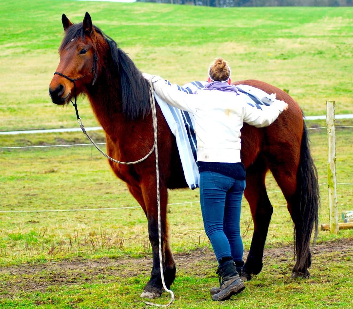 Anden særlig race Mr. Moonwalk | Himmelhest - Foto: Mikela Emdal Thomsen billede 9