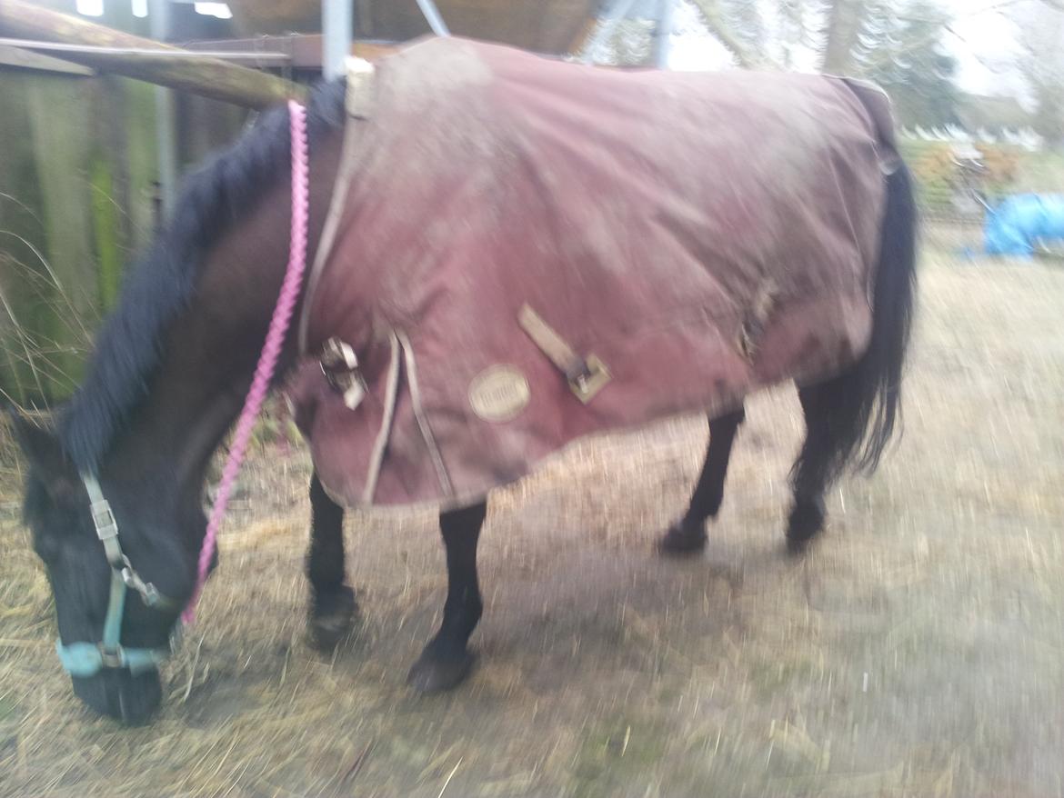 Anden særlig race Laika ( min prinsessen <3 ) død billede 4