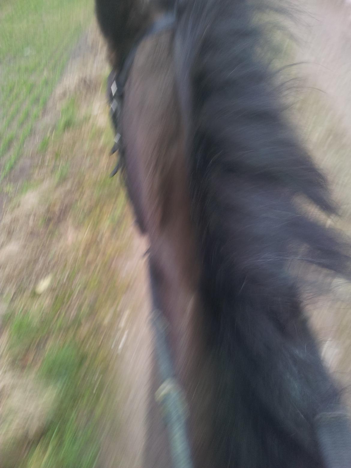 Anden særlig race Laika ( min prinsessen <3 ) død - ride tur i blæse vejr billede 6