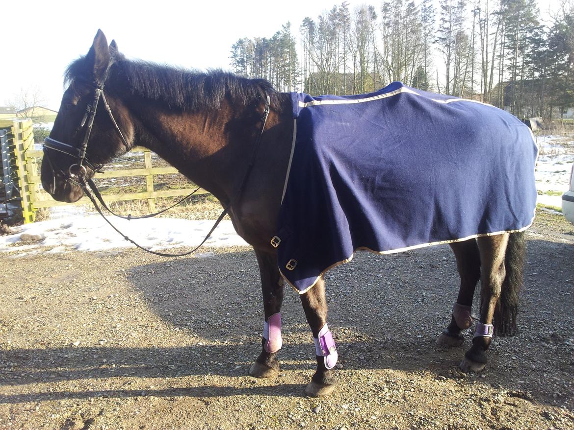 Anden særlig race Laika ( min prinsessen <3 ) død billede 7