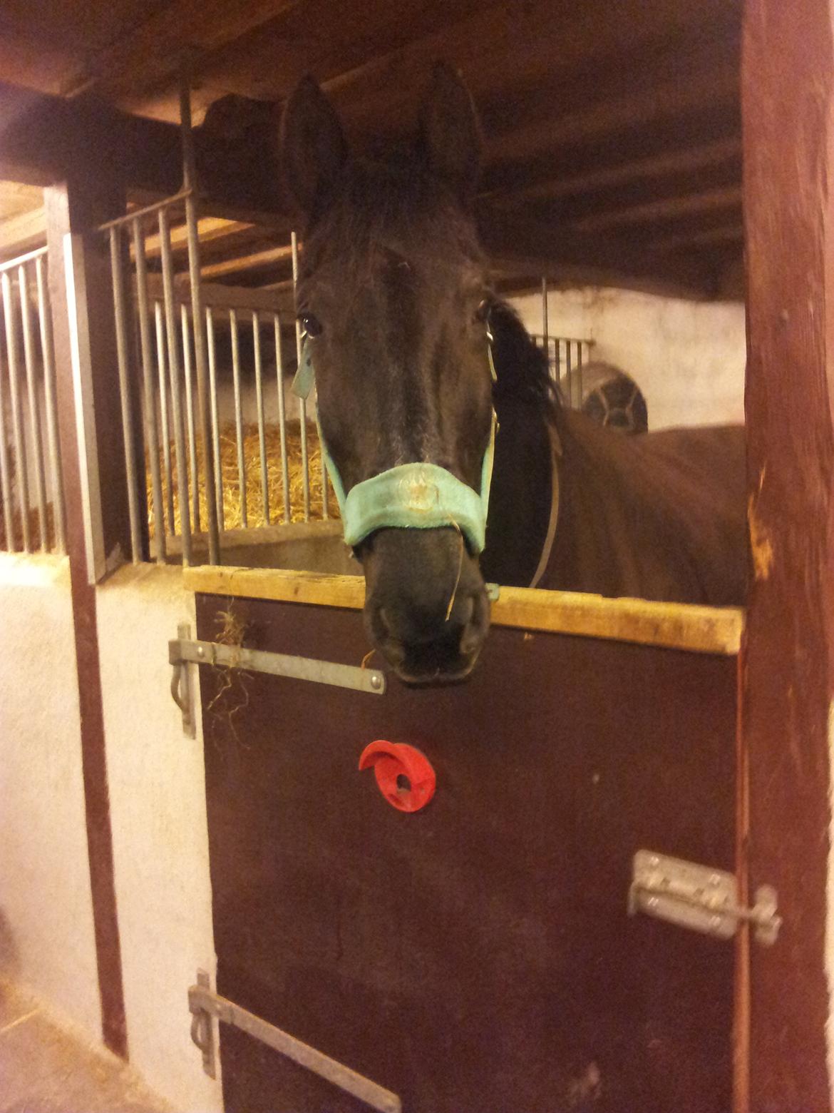 Anden særlig race Laika ( min prinsessen <3 ) død - første dag hun kom  billede 8