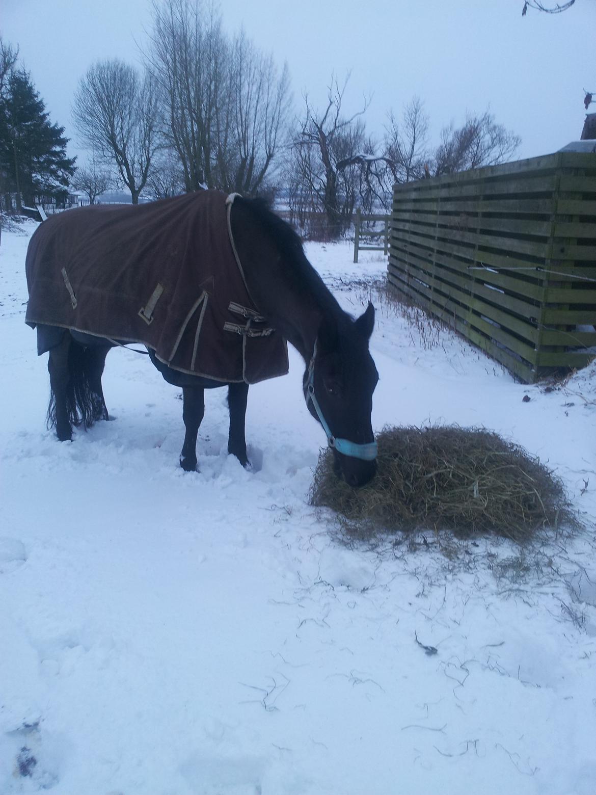 Anden særlig race Laika ( min prinsessen <3 ) død billede 9