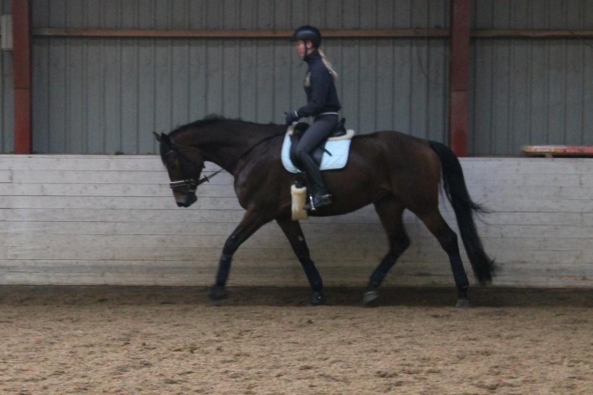 Dansk Varmblod Steensgaards Luna - Opvarmning inden kursus v/ Cesar Lerias billede 5