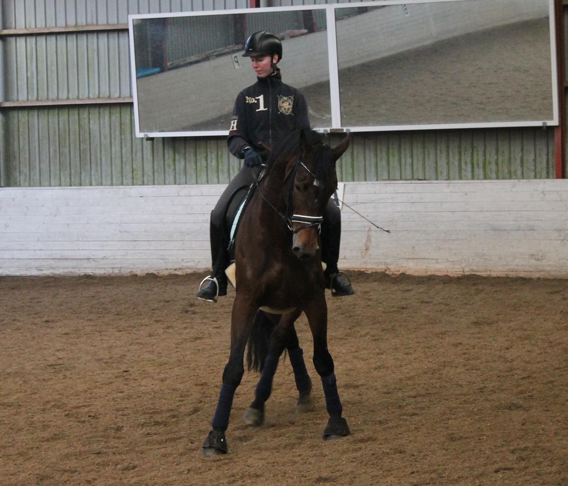 Dansk Varmblod Steensgaards Luna - FOTO: Kamilla Sørensen billede 6