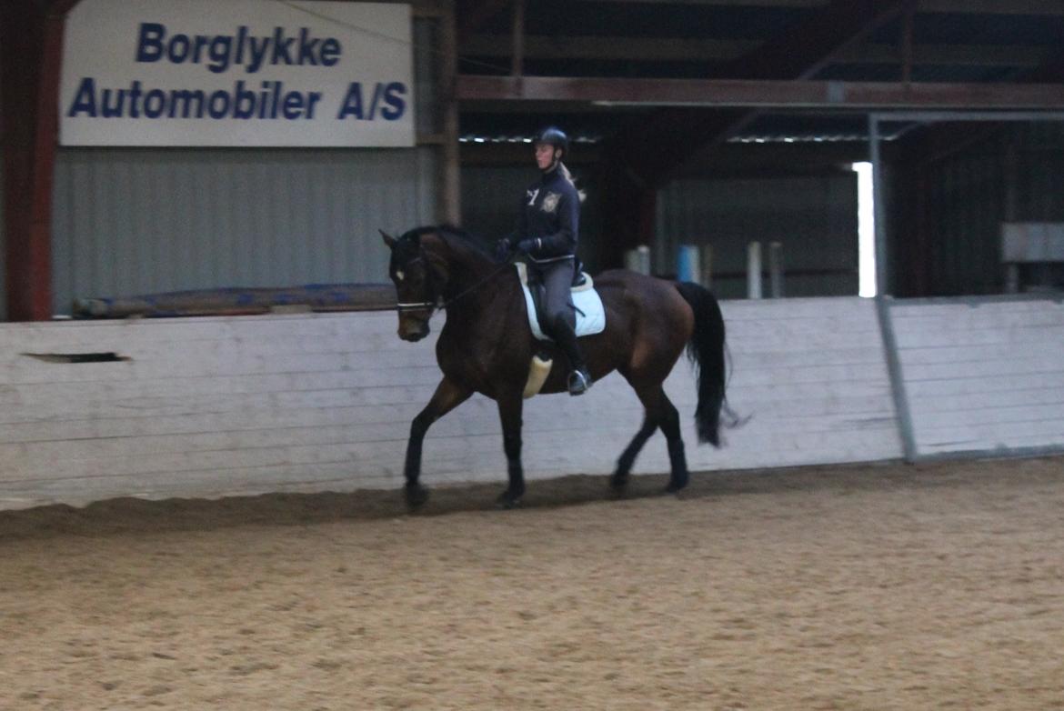 Dansk Varmblod Steensgaards Luna - FOTO: Kamilla Sørensen billede 7