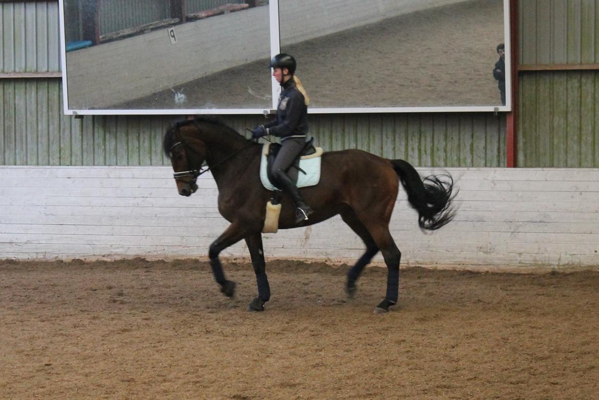 Dansk Varmblod Steensgaards Luna - FOTO: Kamilla Sørensen  billede 8