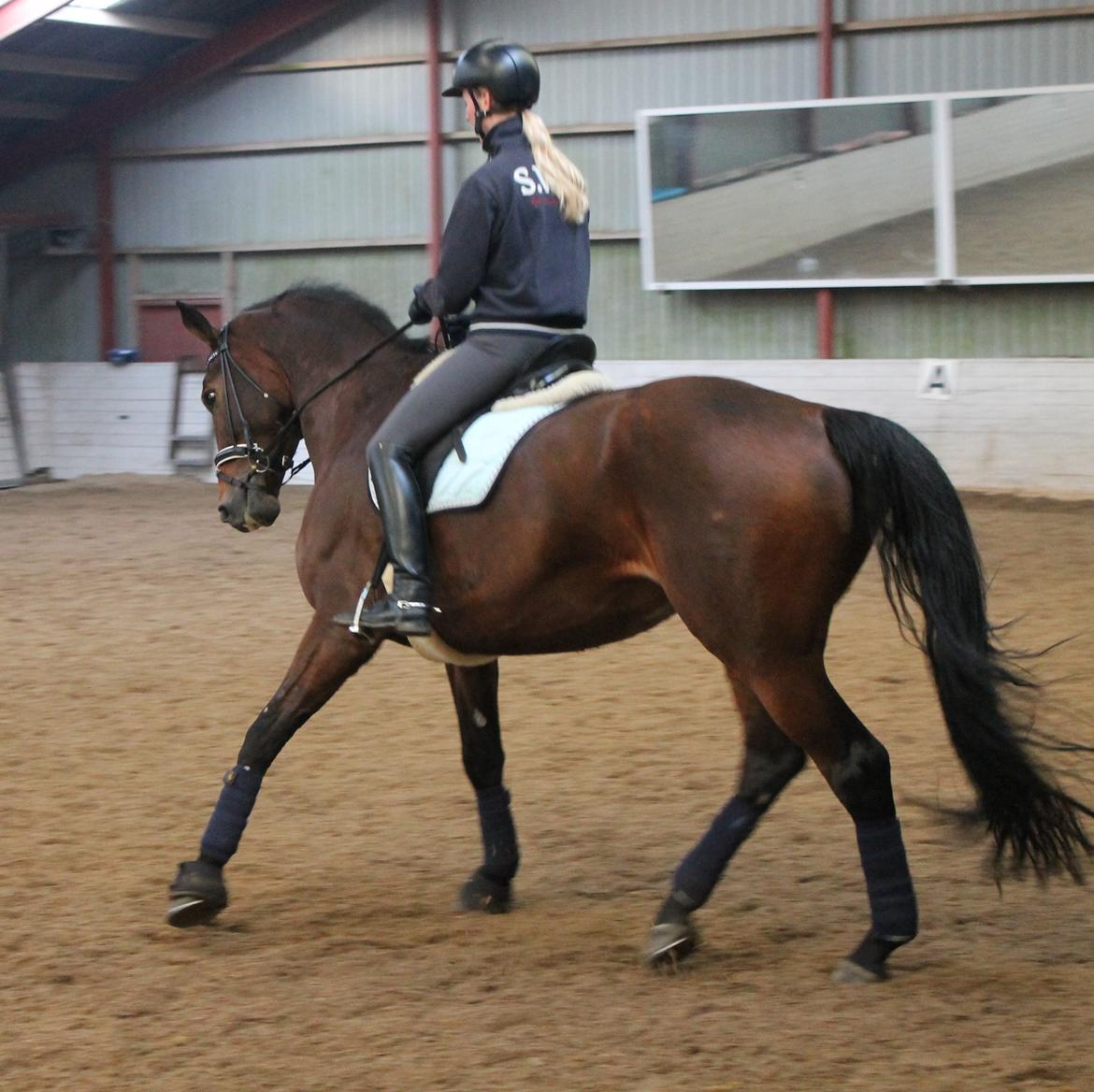 Dansk Varmblod Steensgaards Luna - FOTO: Kamilla Sørensen billede 9