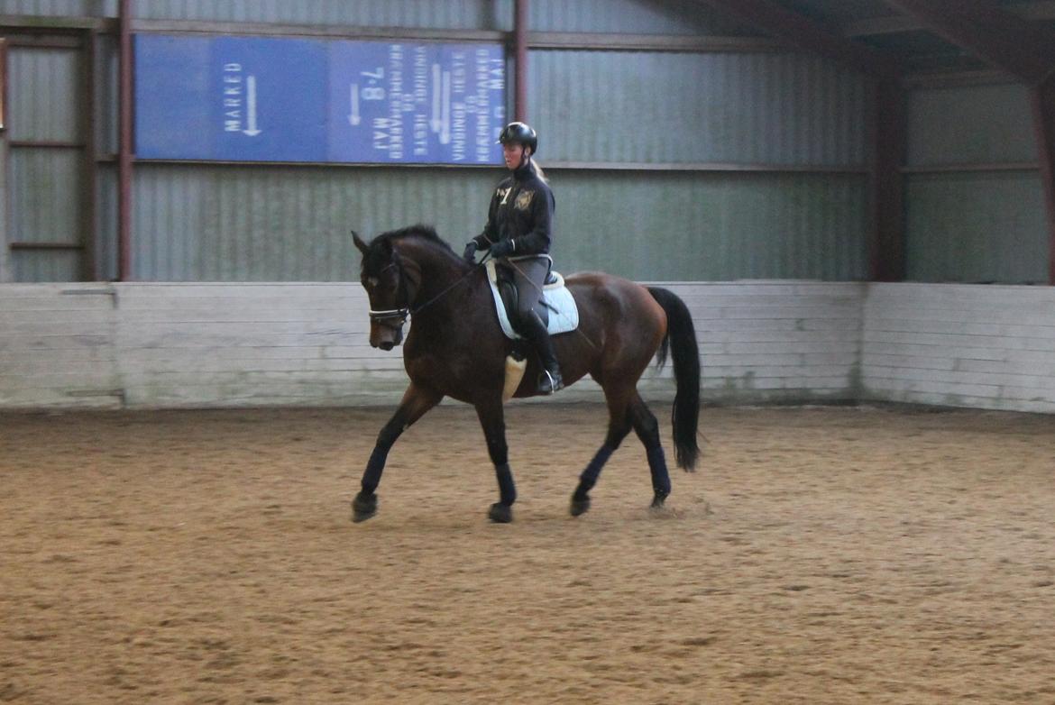 Dansk Varmblod Steensgaards Luna - FOTO: Kamillla Sørensen billede 10