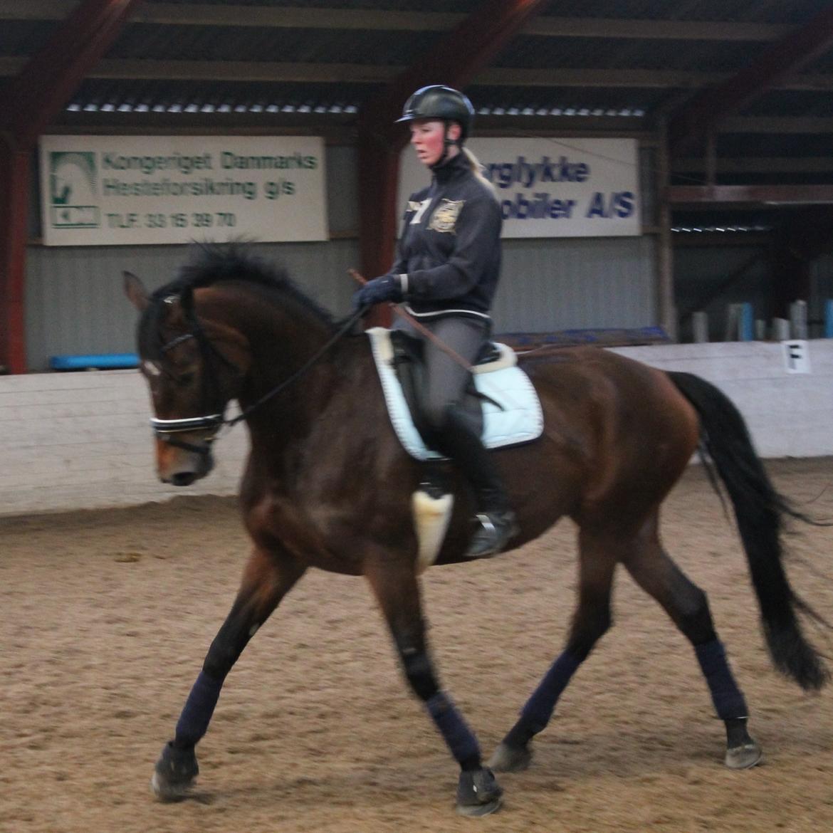 Dansk Varmblod Steensgaards Luna - FOTO: Kamilla Sørensen billede 11