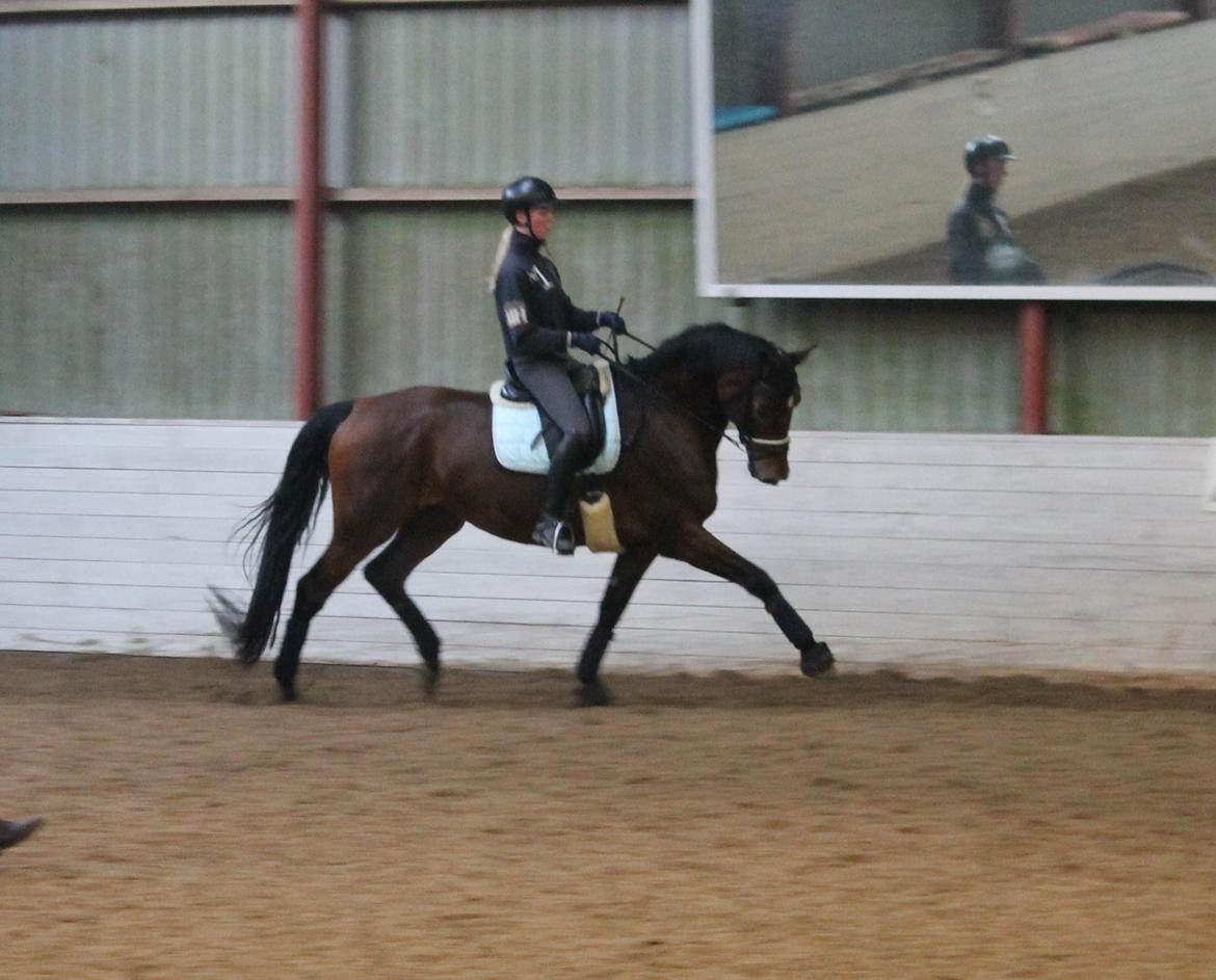 Dansk Varmblod Steensgaards Luna billede 3