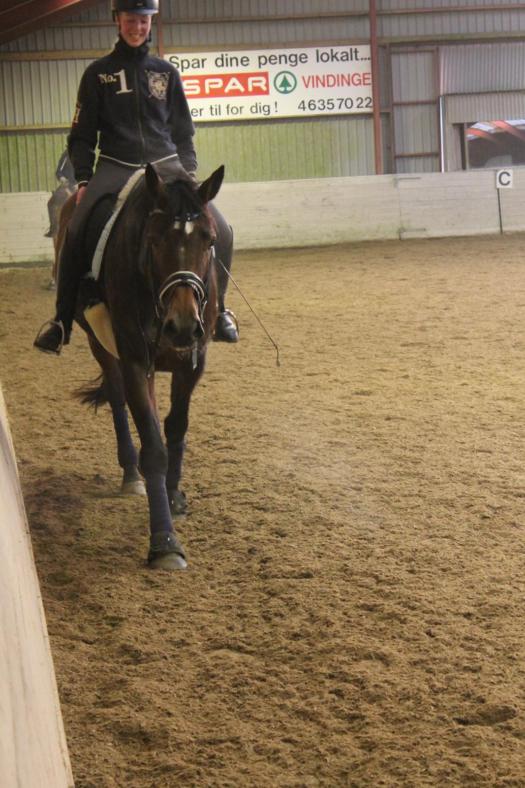 Dansk Varmblod Steensgaards Luna - FOTO: Kamilla Sørensen billede 13