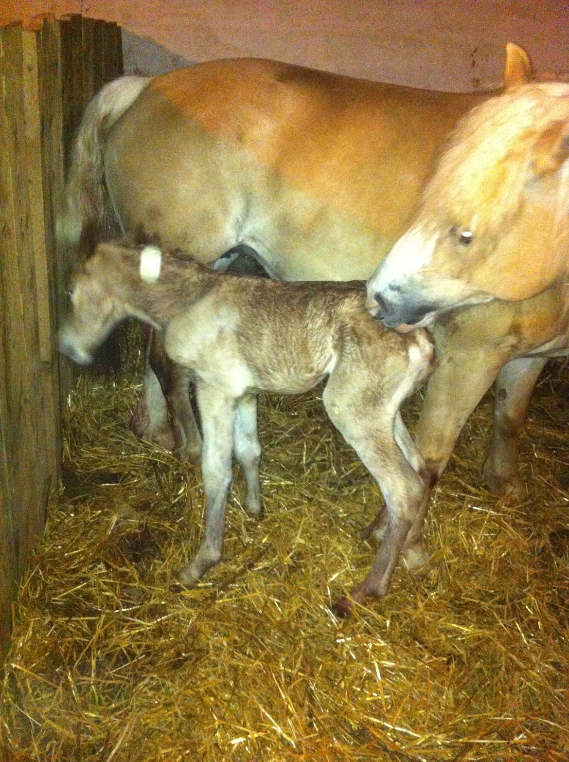 Anden særlig race Revsgaards Primo - Her er jeg lige blevet født, og moar er ved at vaske mig. 19. maj 2013 billede 2