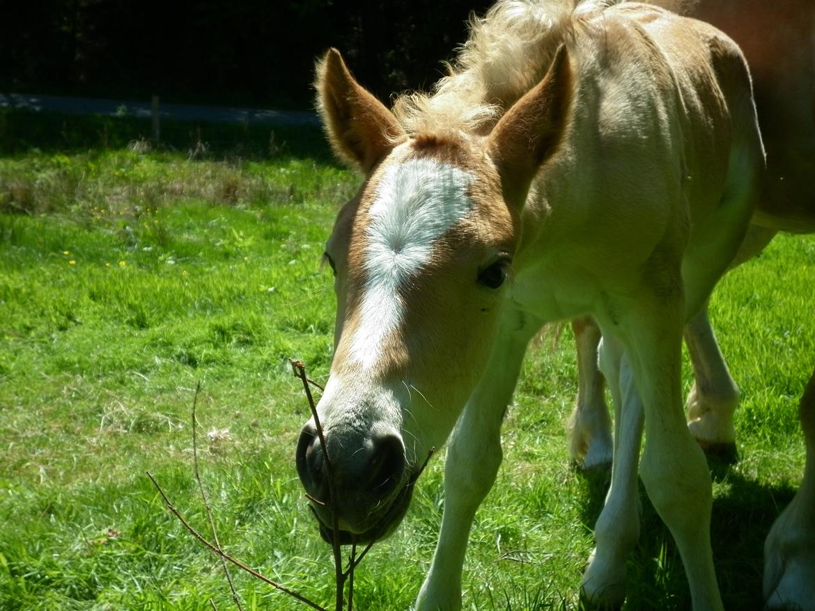 Anden særlig race Revsgaards Primo - Velkommen til min profil, og mit liv <3  billede 9