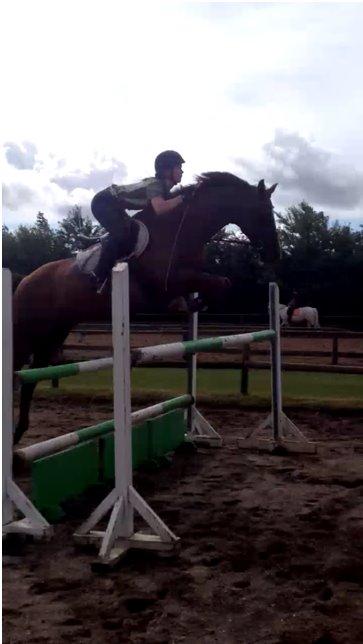 Dansk Varmblod Handsome Joe - Sommer 2013 oxer 120  cm som sidste i en serie. "Weee!" :D billede 4