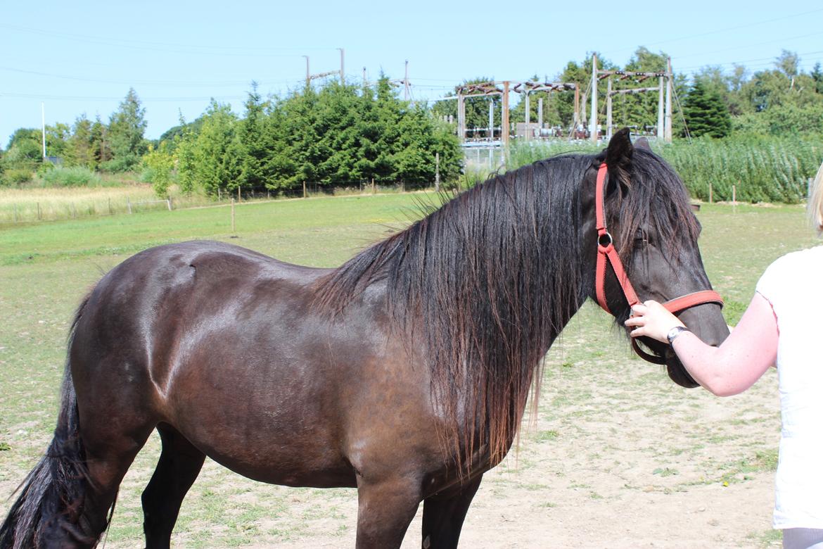 Fell pony Møllegårdens B. Princess billede 13