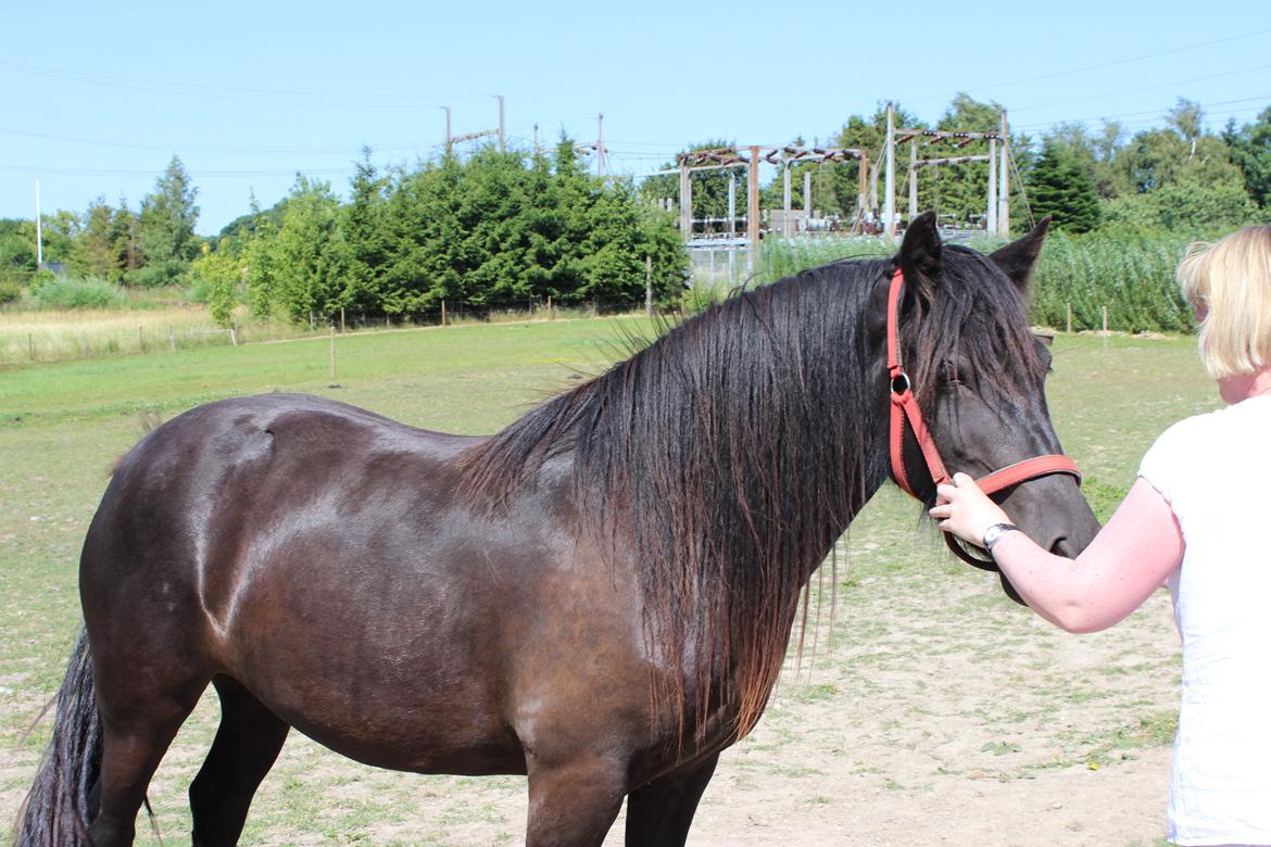 Fell pony Møllegårdens B. Princess billede 14