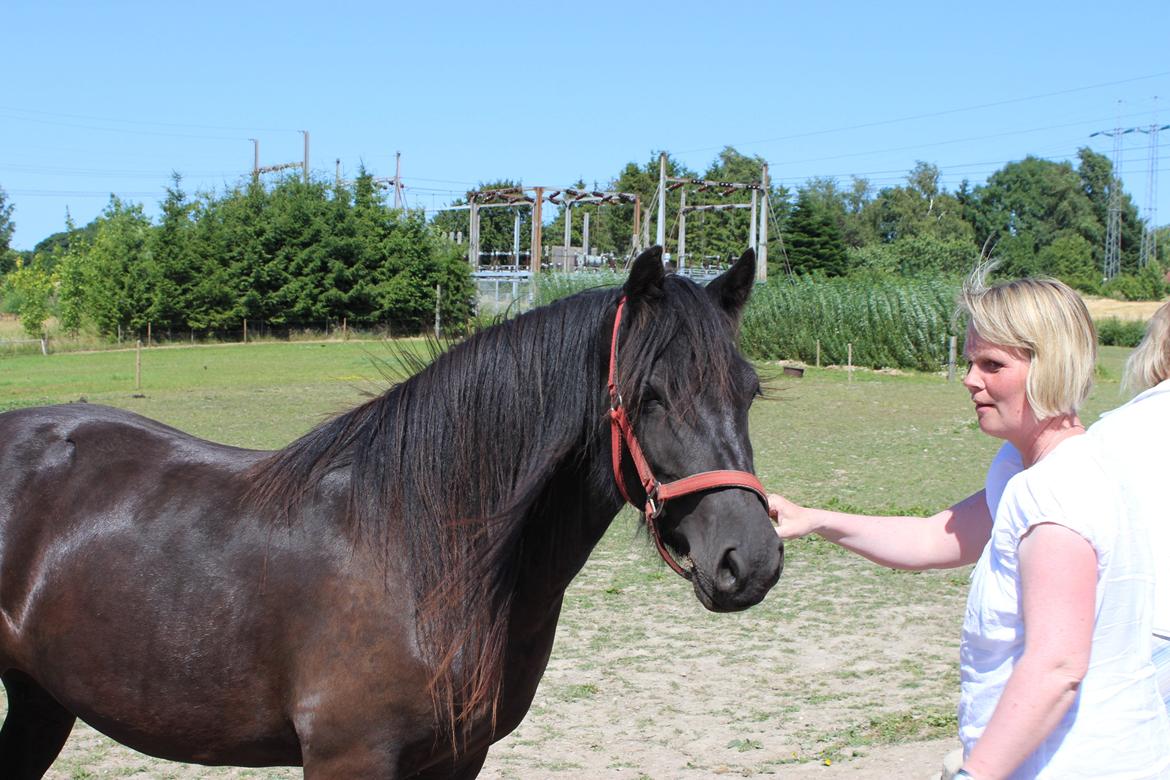 Fell pony Møllegårdens B. Princess billede 15