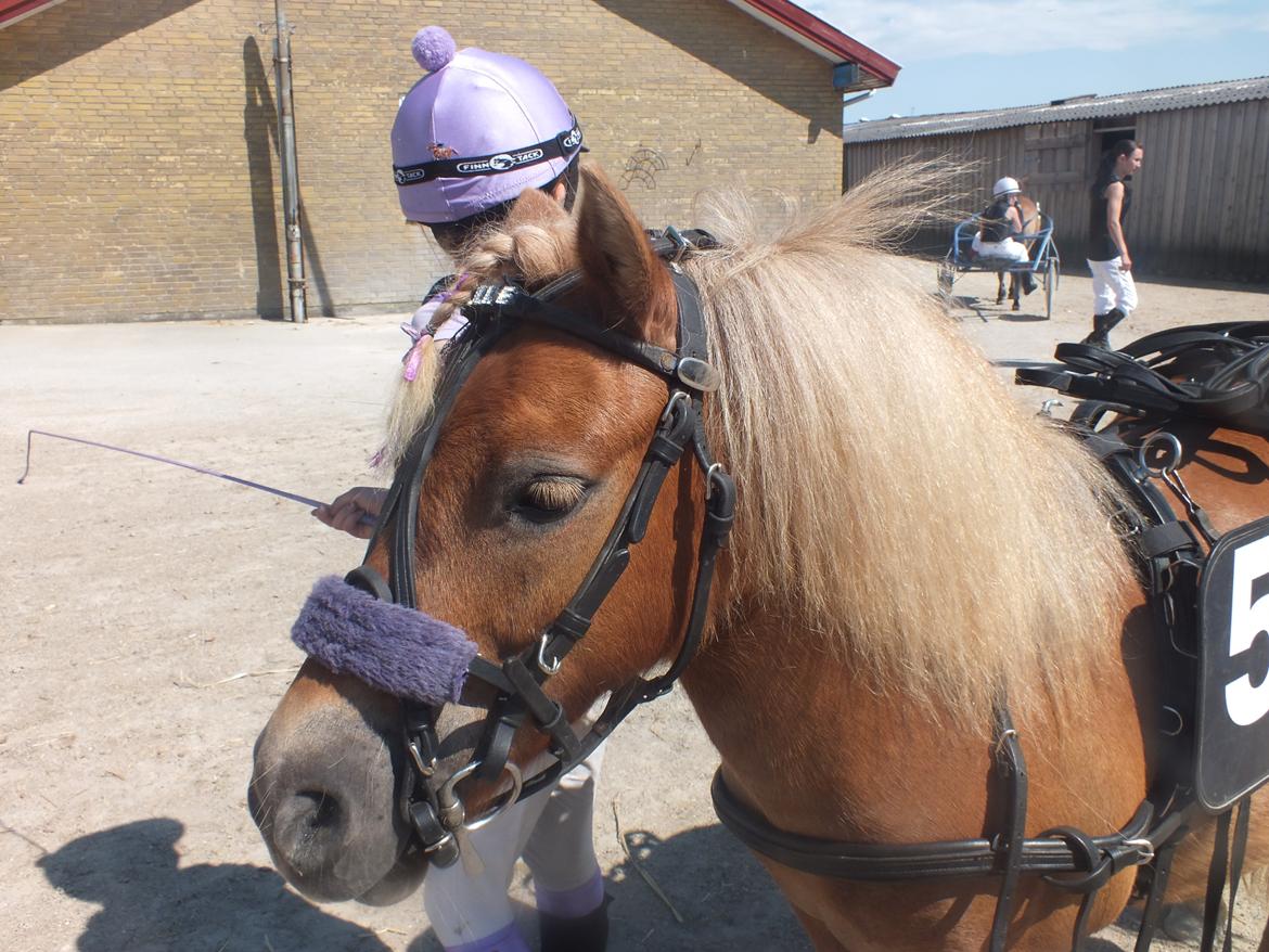 Shetlænder Turbo Tulle billede 6