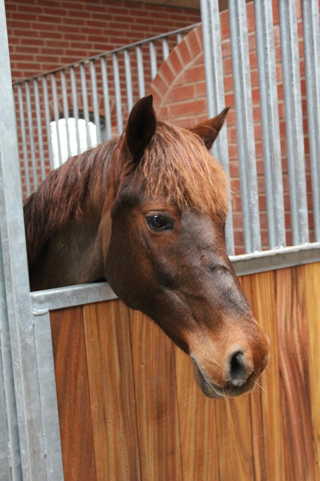 Anden særlig race Ruby B-pony - Ruby i hendes nye boks :-D billede 1