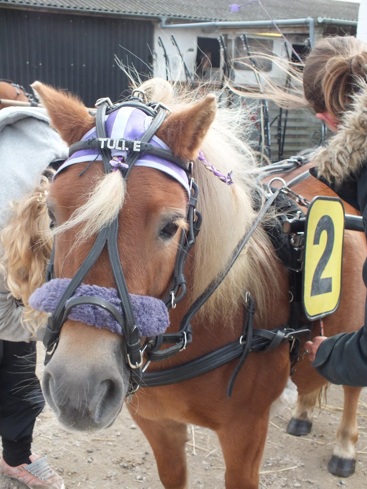 Shetlænder Turbo Tulle billede 9