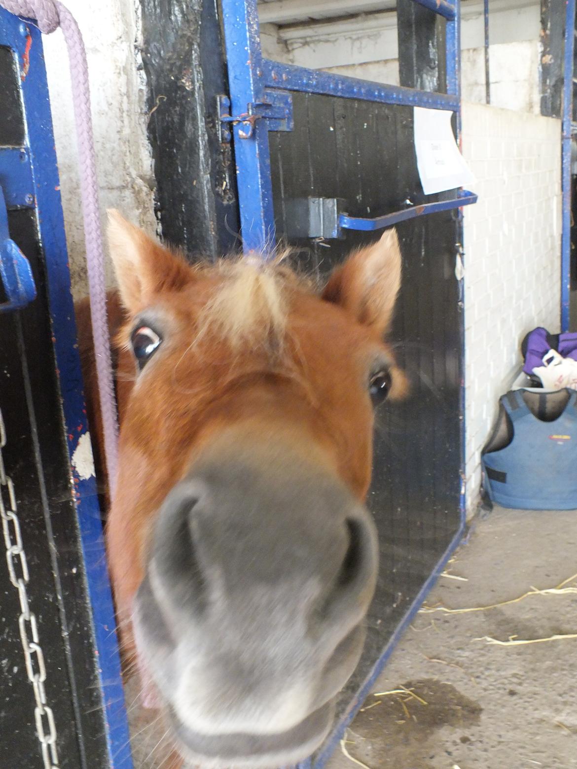 Shetlænder Turbo Tulle billede 7