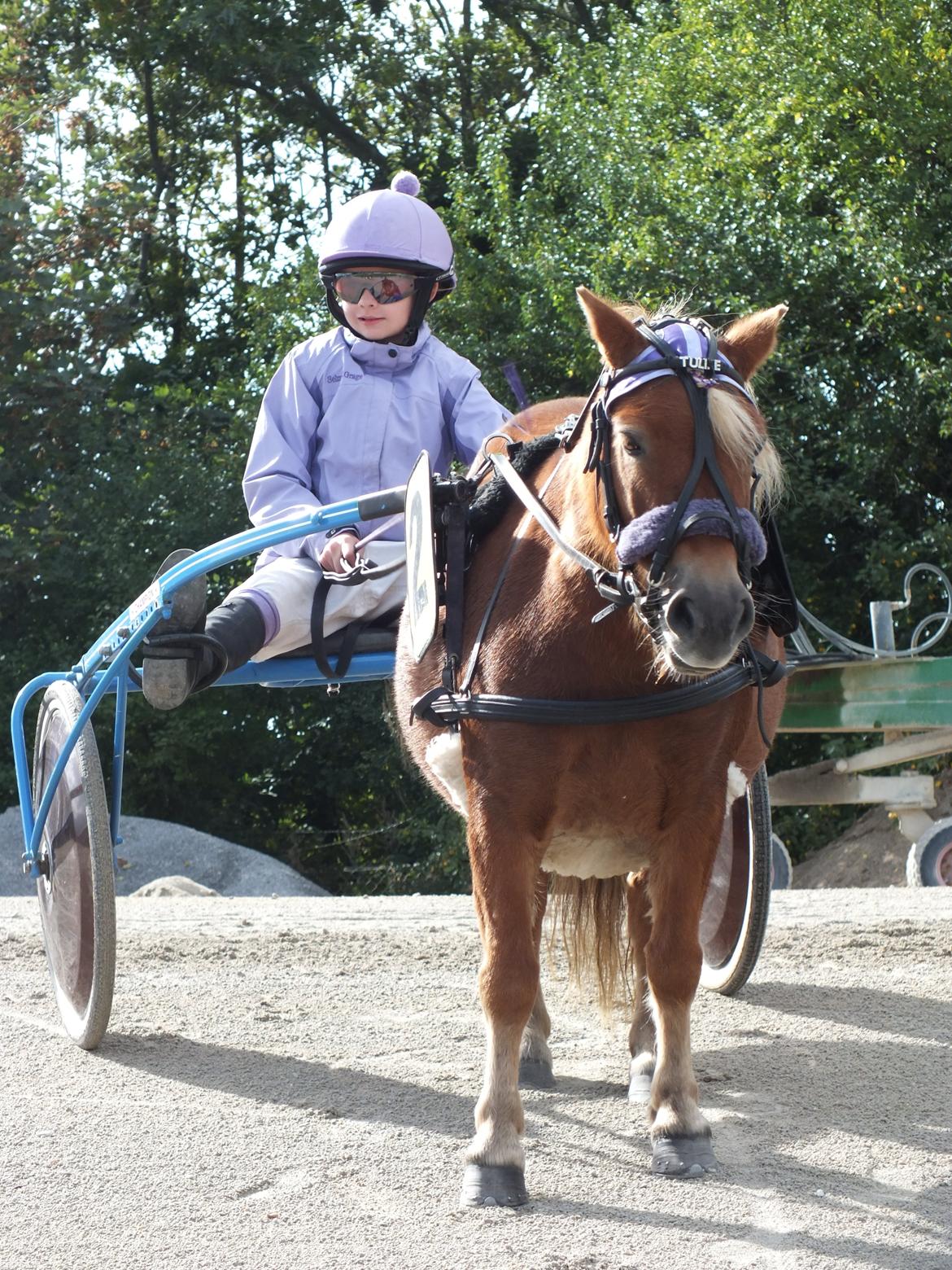 Shetlænder Turbo Tulle - Jysk Grandprix i Skive :D  billede 13